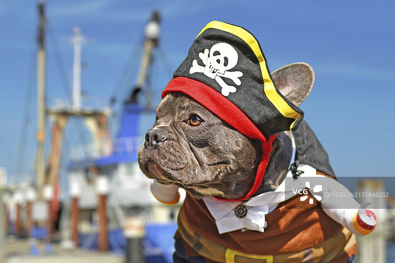 打扮成海盗，戴着帽子和钩臂的法国斗牛犬图片素材