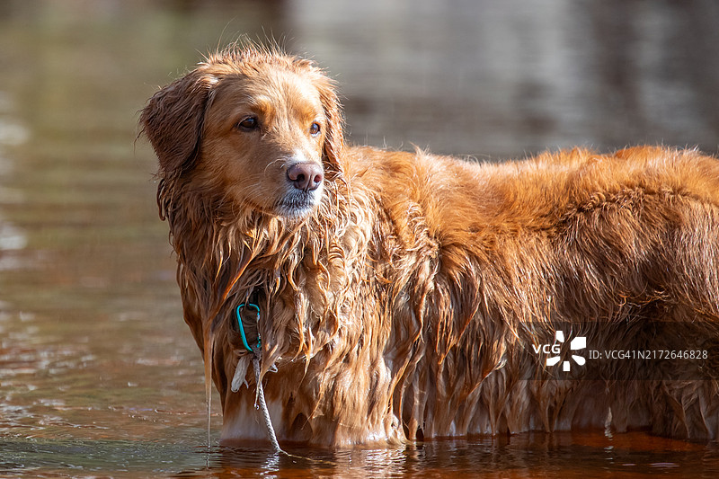 湖中站立的金毛犬肖像图片素材