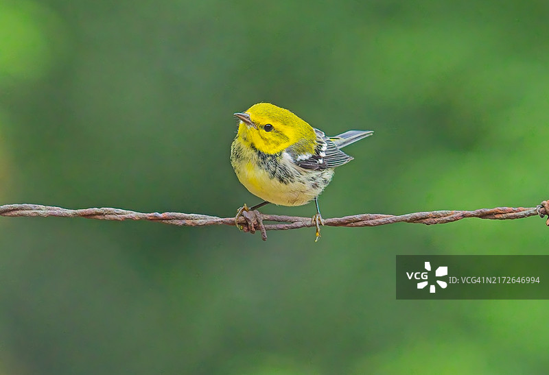 黑喉绿莺图片素材