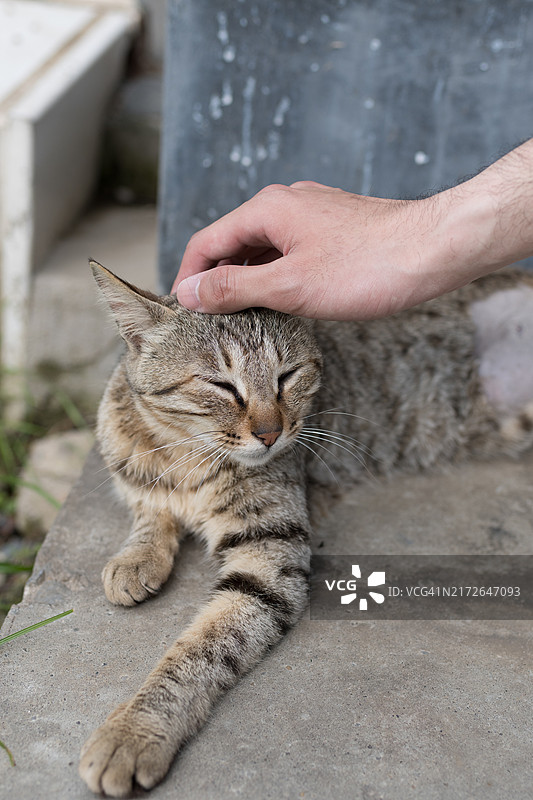 抚摸猫的手部特写图片素材