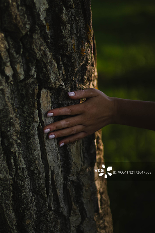 女子触摸树干的手部特写图片素材