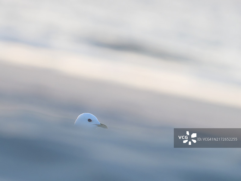 普通海鸥，位于荷兰泰塞尔岛图片素材