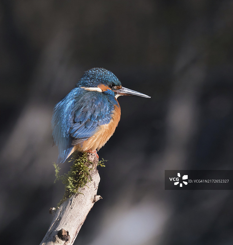 翠鸟栖息在德国结霜的树枝上图片素材