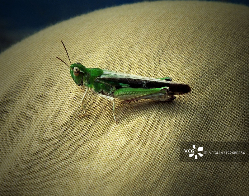 蚱蜢图片素材