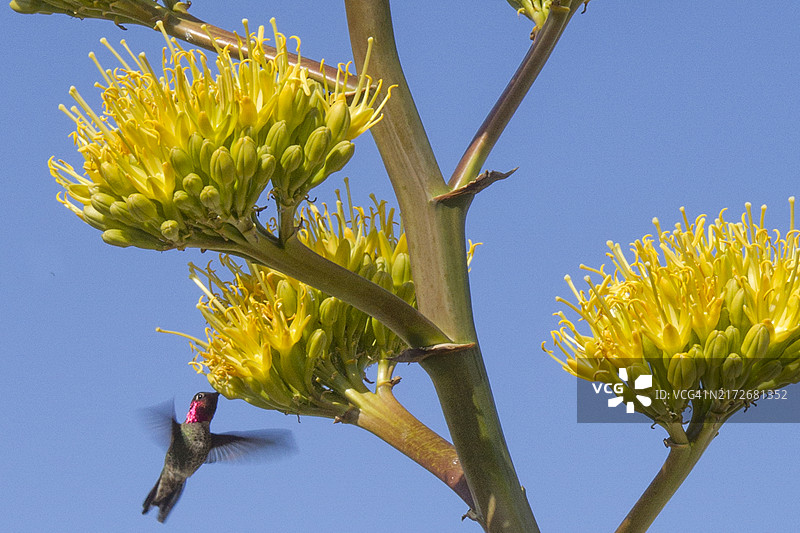 安娜蜂鸟在沙漠龙舌兰花上觅食图片素材