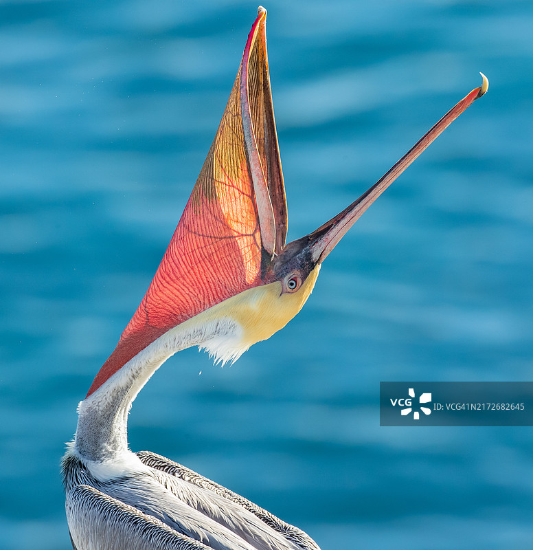 在拉霍亚向后伸头的棕色鹈鹕图片素材