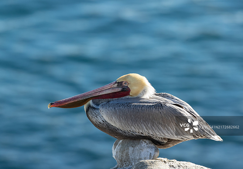 棕色鹈鹕像鸭子一样坐在拉霍亚图片素材