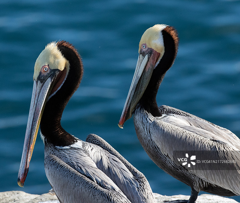 两只棕色鹈鹕栖息在拉霍亚的岩石上图片素材
