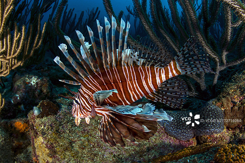 狮子鱼：威胁着西大西洋的入侵者图片素材