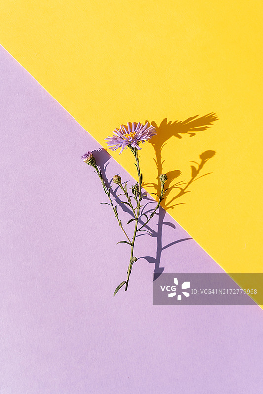 黄色紫色背景上的紫色翠菊花枝图片素材