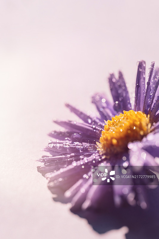 浅色背景下花瓣上带水滴的紫色紫苑微距摄影图片素材
