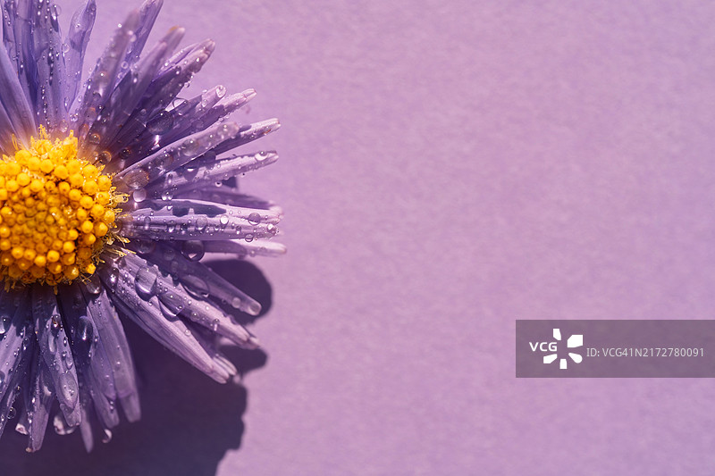 花瓣上带有水滴的紫色翠菊微距摄影图片素材