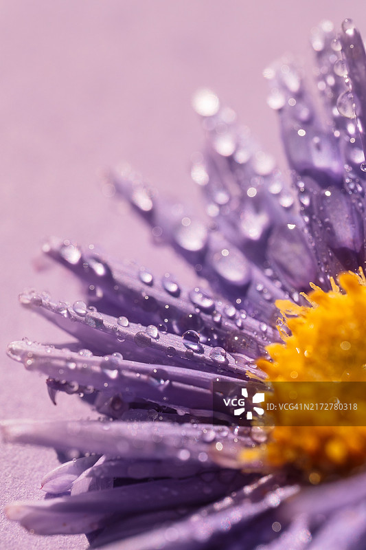 紫色背景上，花瓣带水滴的紫色紫菀微距摄影图片素材