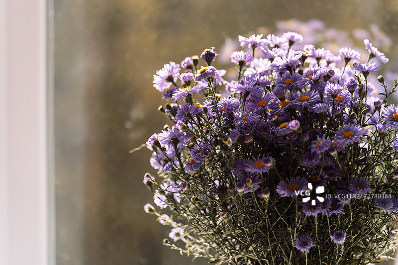 窗户旁的紫色紫菀花束图片素材