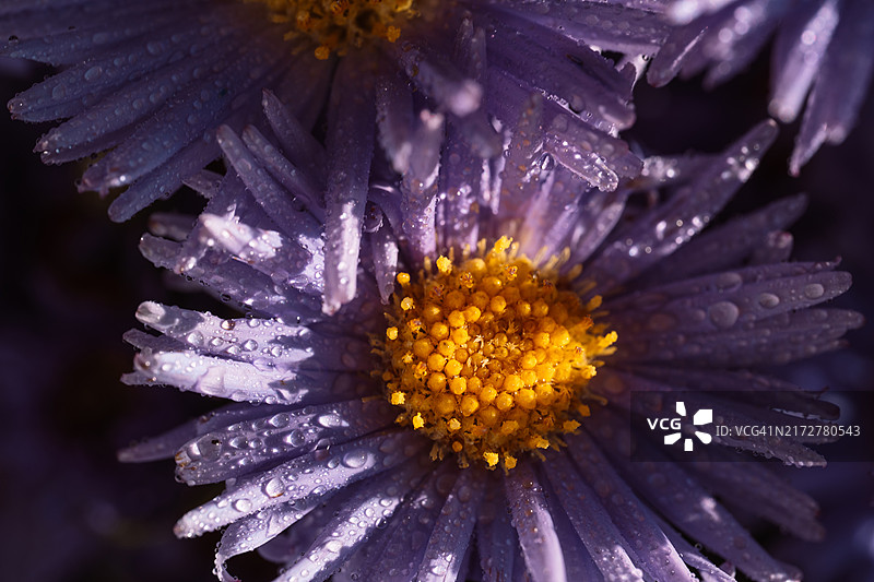 阳光下花瓣上带有水滴的紫色紫菀微距摄影图片素材