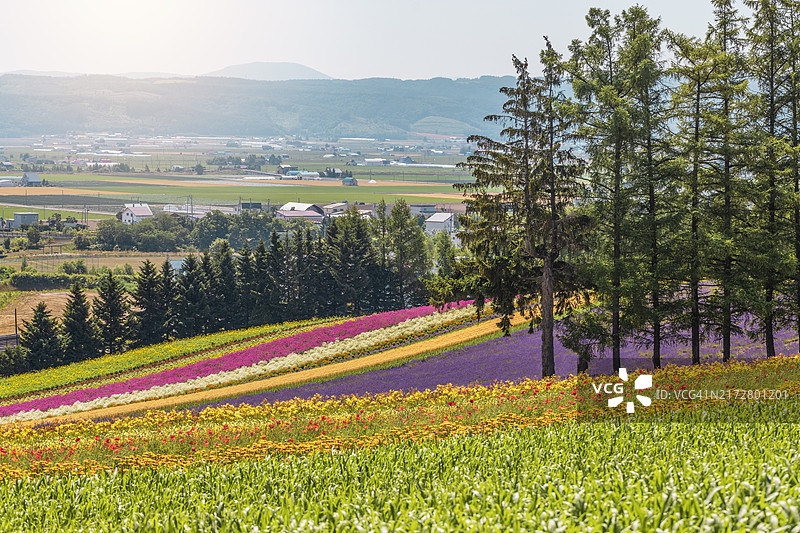 美瑛的彩色花坛图片素材