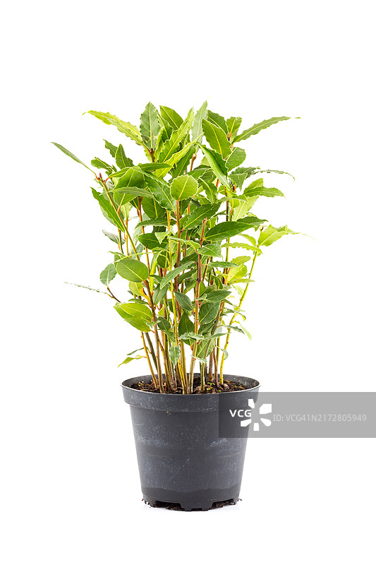 花盆里的小月桂树图片素材