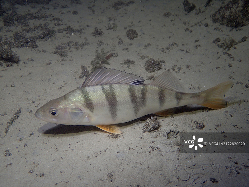 鲈鱼栖息在苏黎世湖沙质底部图片素材