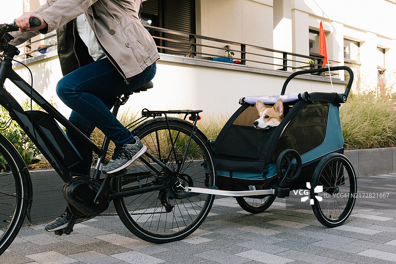 骑电动自行车并用自行车拖车运送她的狗的女人图片素材