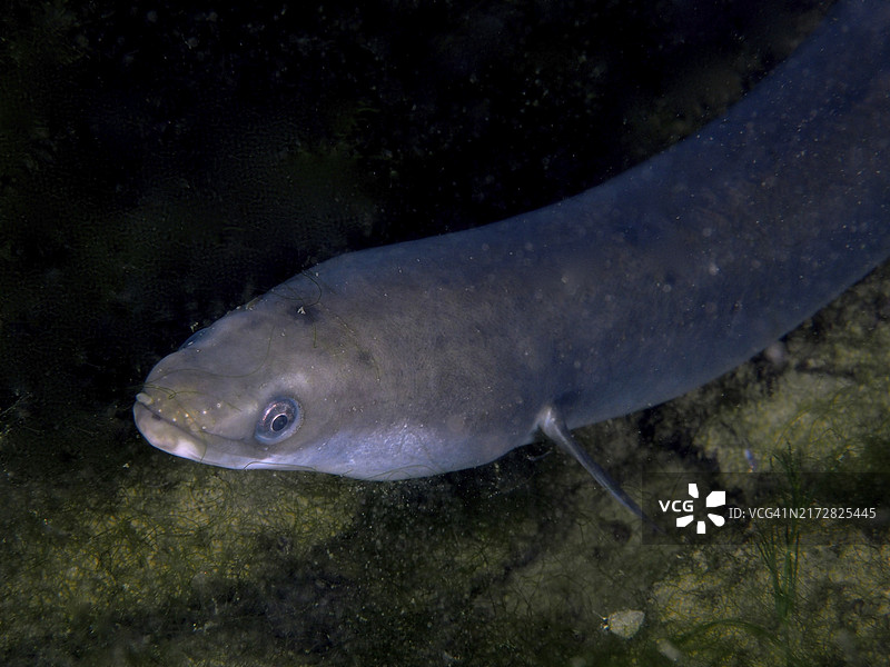 好奇的鳗鱼(欧洲鳗鲡)在黑暗的水中窥视的肖像图片素材