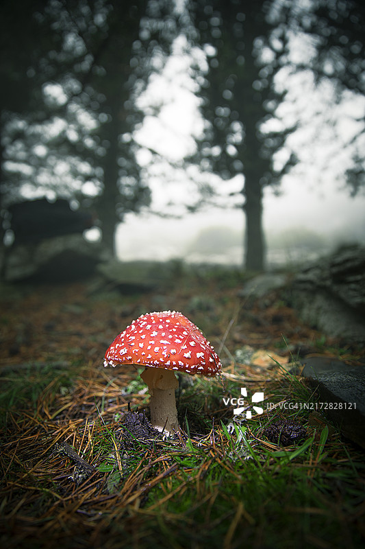 森林里的红色毒蝇伞图片素材