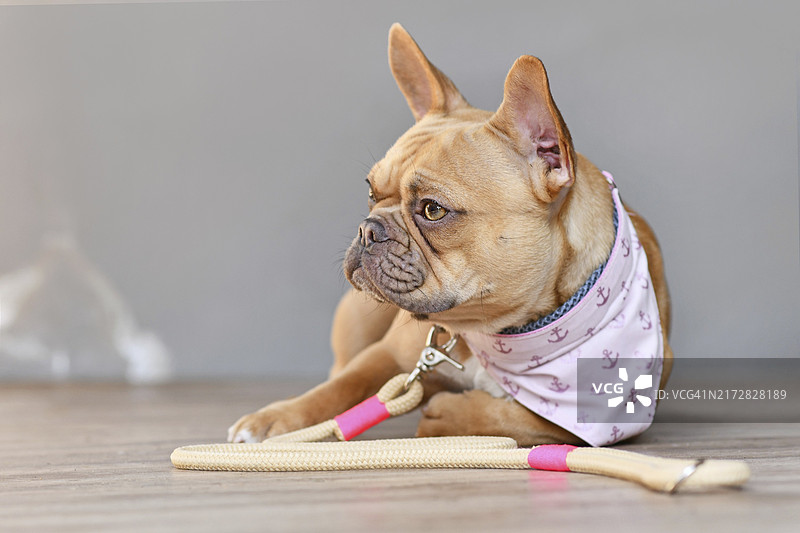 戴着自制领巾和绳索的红色法国斗牛犬图片素材