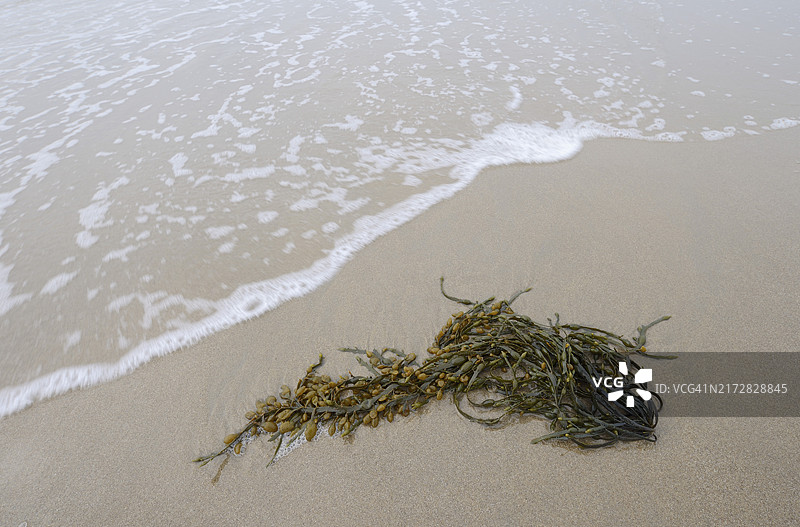 荷兰南荷兰海滩上的海藻图片素材