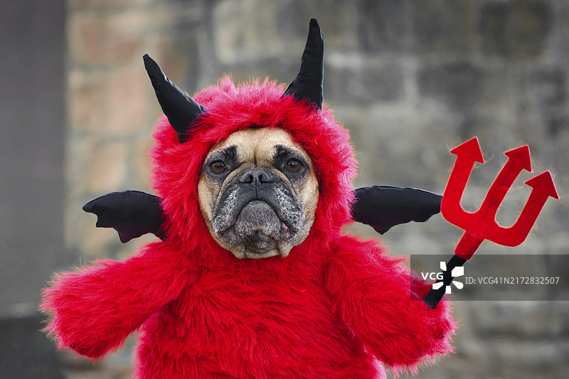 穿着红色万圣节恶魔服装、手持叉子、头戴角和黑色蝙蝠翅膀的可爱法国斗牛犬图片素材