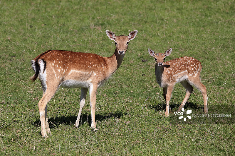 英国萨里，成年雌性梅花鹿和幼鹿图片素材