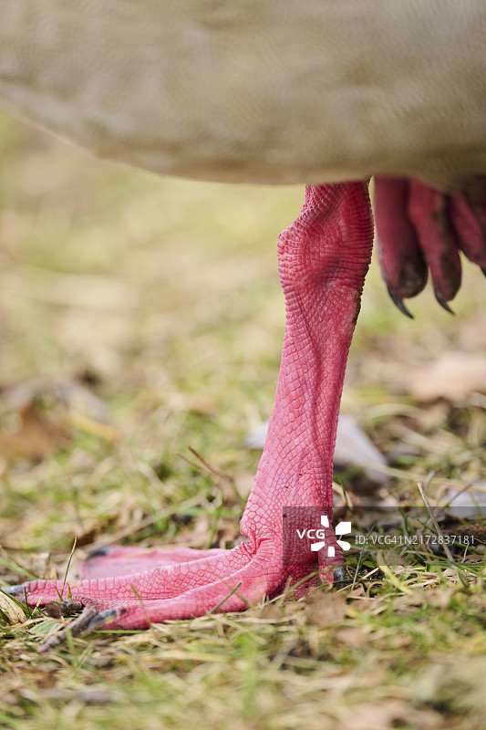 埃及雁足部细节，德国巴伐利亚图片素材