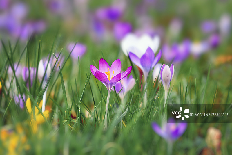 早春时节草地背景上盛开的紫色番红花图片素材