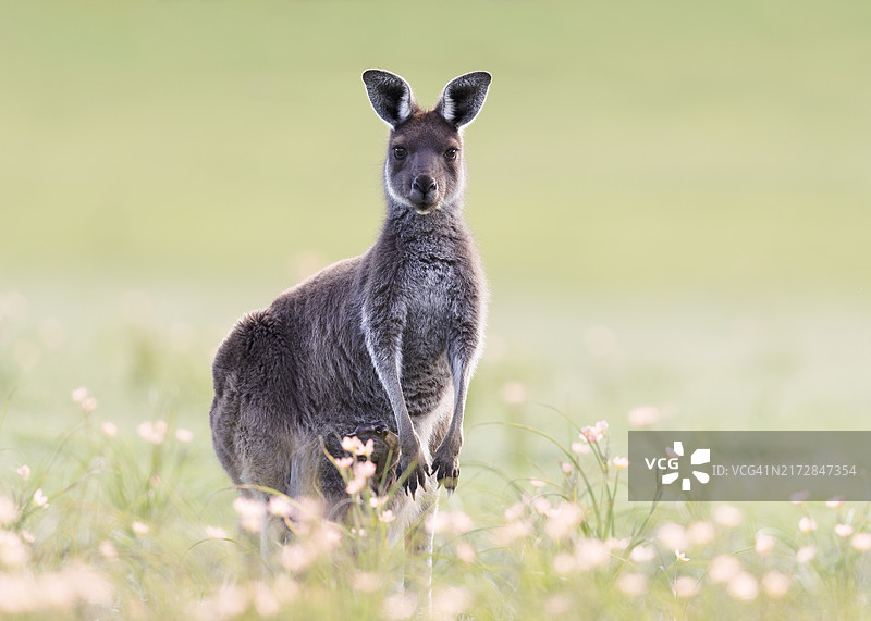 野花丛中的袋鼠图片素材