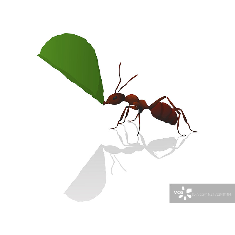 棕色蚂蚁拿着一片绿叶，独立矢量图图片素材