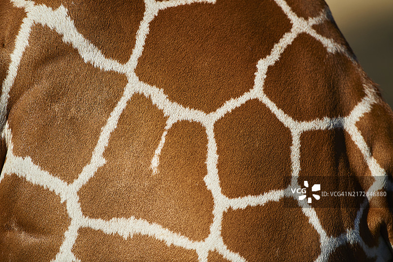 网纹长颈鹿的动物毛皮特写，细节，圈养，分布非洲图片素材