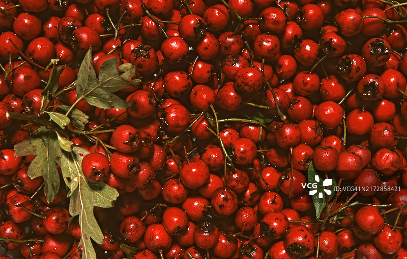 山楂果（Crataegus laevigata），保罗猩红，干花、叶和果实用于治疗心脏和循环系统疾病的茶或酒精提取物，药用草药用途，不保证疗效图片素材