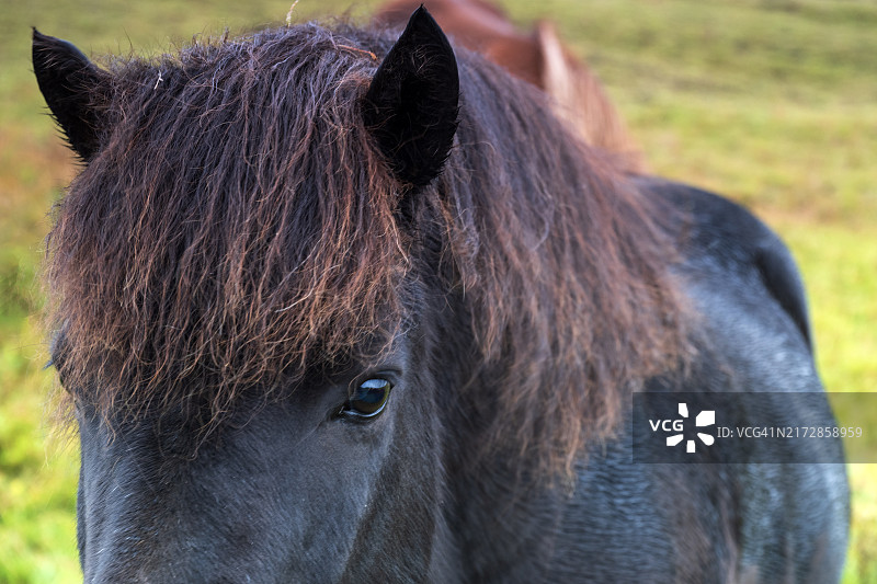 冰岛马特写图片素材