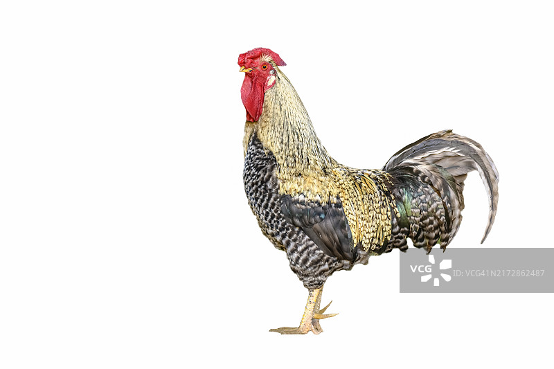 羽毛颜色鲜艳的农家公鸡（法国，白色背景抠图）图片素材