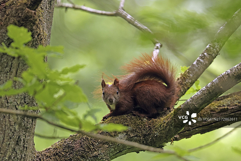 欧亚红松鼠幼崽图片素材