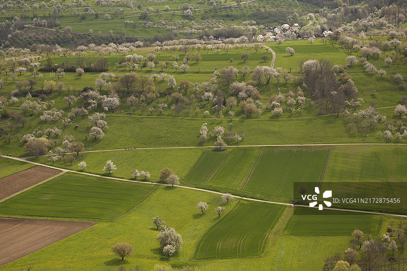 施瓦本阿尔卑斯山泰克河畔魏尔海姆附近的果园草甸，樱花、苹果花和梨花盛开图片素材