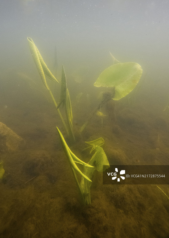 奥地利下部的黄色睡莲图片素材