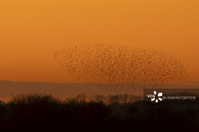 普通椋鸟群暮色飞翔，萨福克郡，英格兰，英国，欧洲图片素材