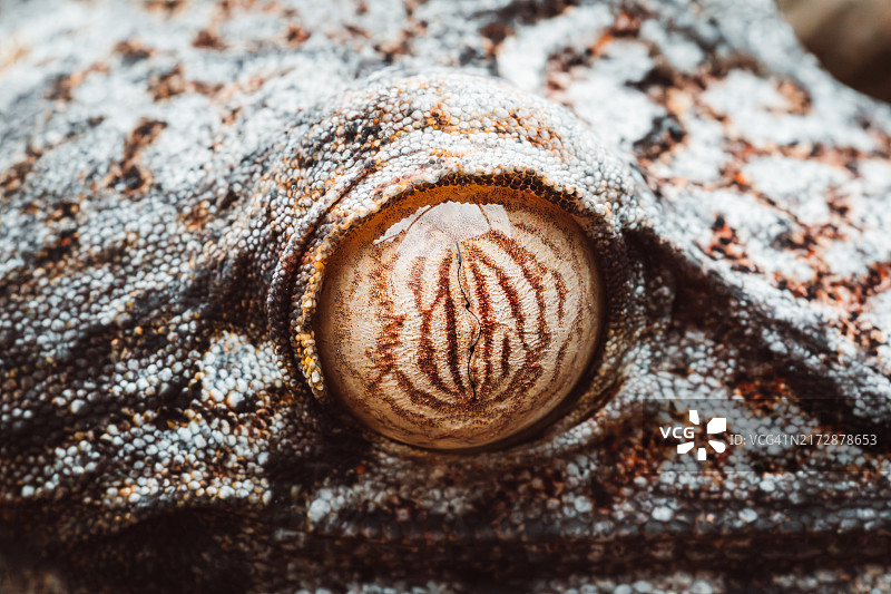 夜壁虎的眼睛图片素材