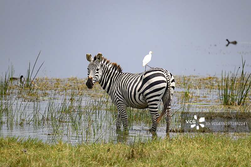 东非共生斑马和白鹭 портрет图片素材