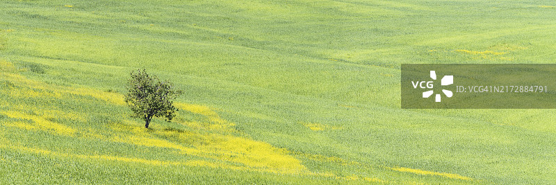 田野中的桑树，意大利托斯卡纳图片素材