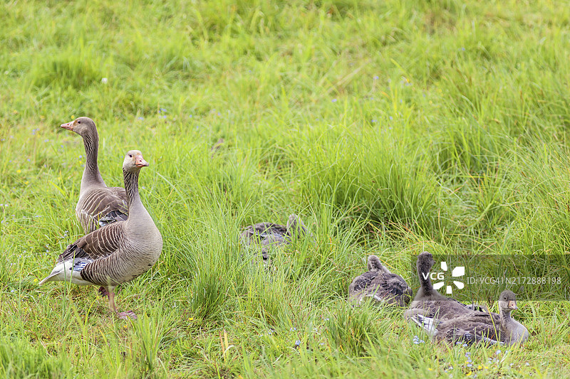 草地上与小灰雁在一起的灰雁图片素材