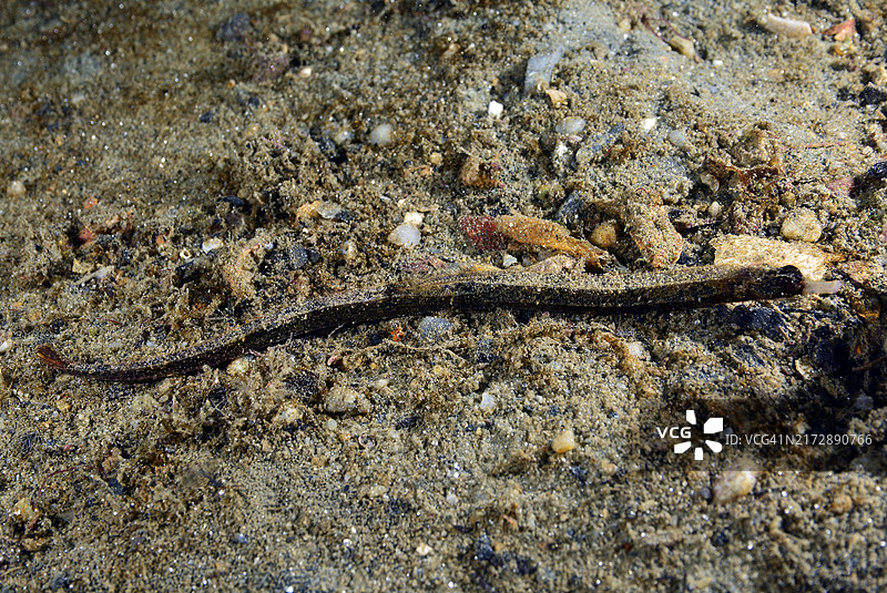 白吻海龙图片素材