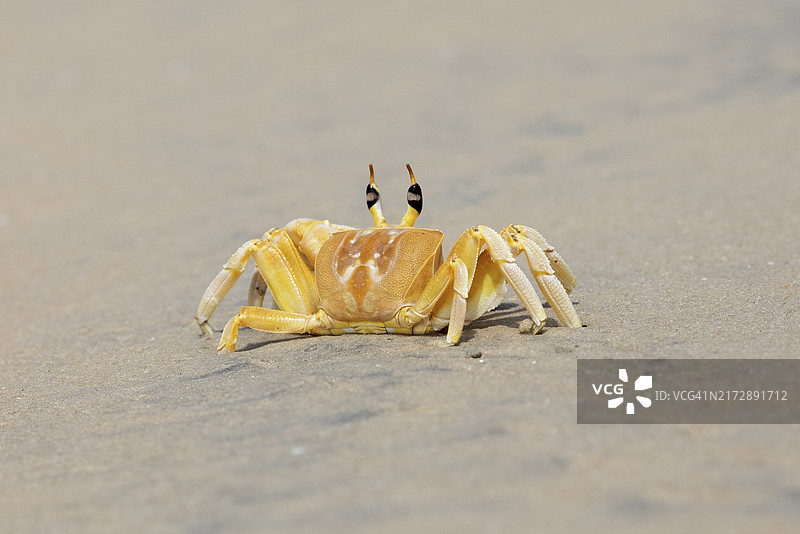 短柄眼柄蟹图片素材