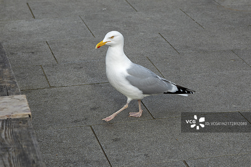 海鸥，港口，福克斯通，肯特，英国图片素材