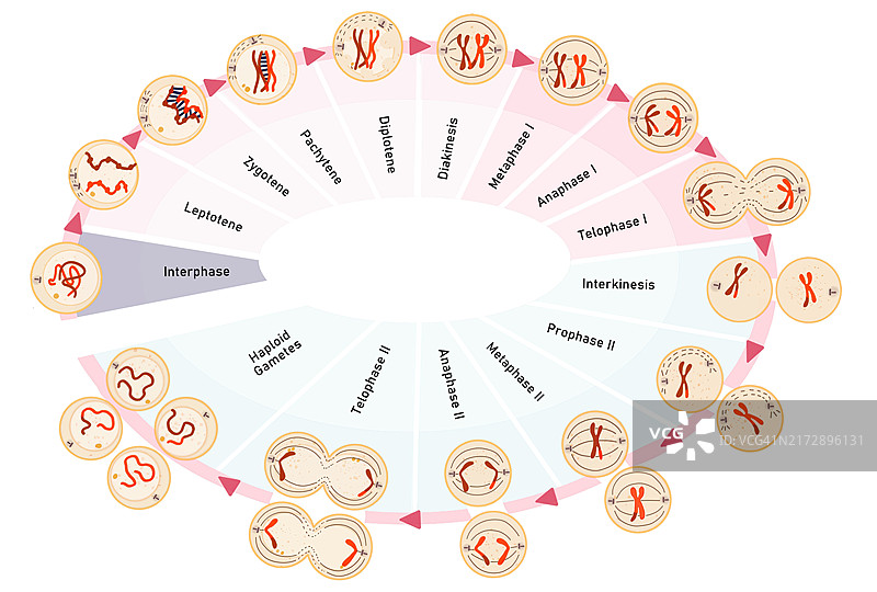 减数分裂图示图片素材
