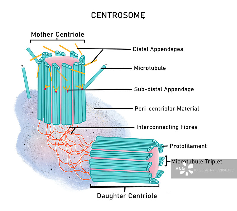 中心体结构图解图片素材